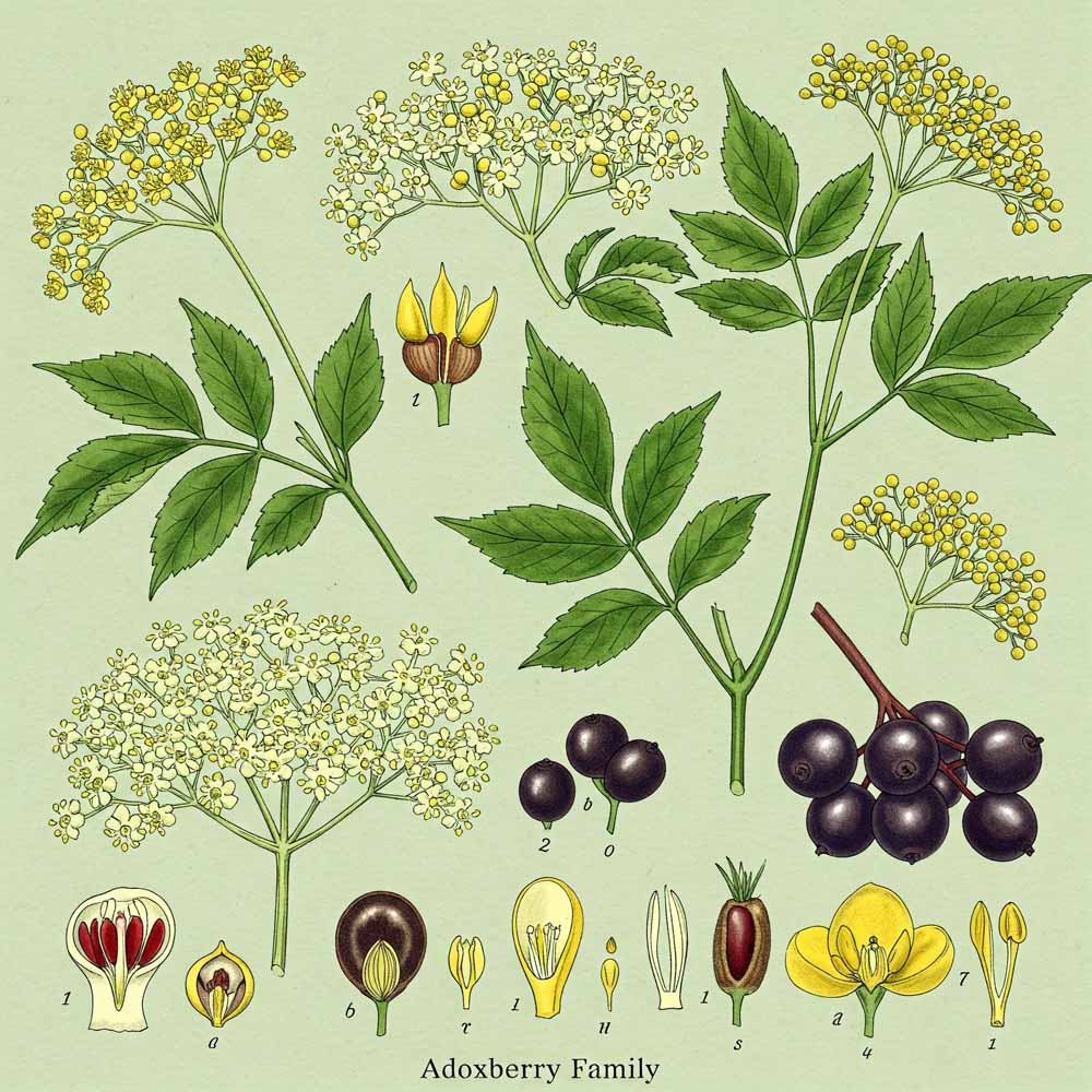 adoxaceae bodzafelek