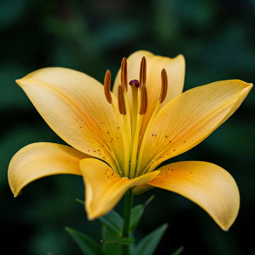 aranysugaras liliom