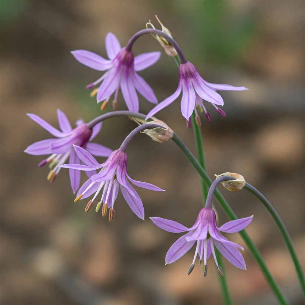 Bólintó hagyma 43 bolinto hagyma