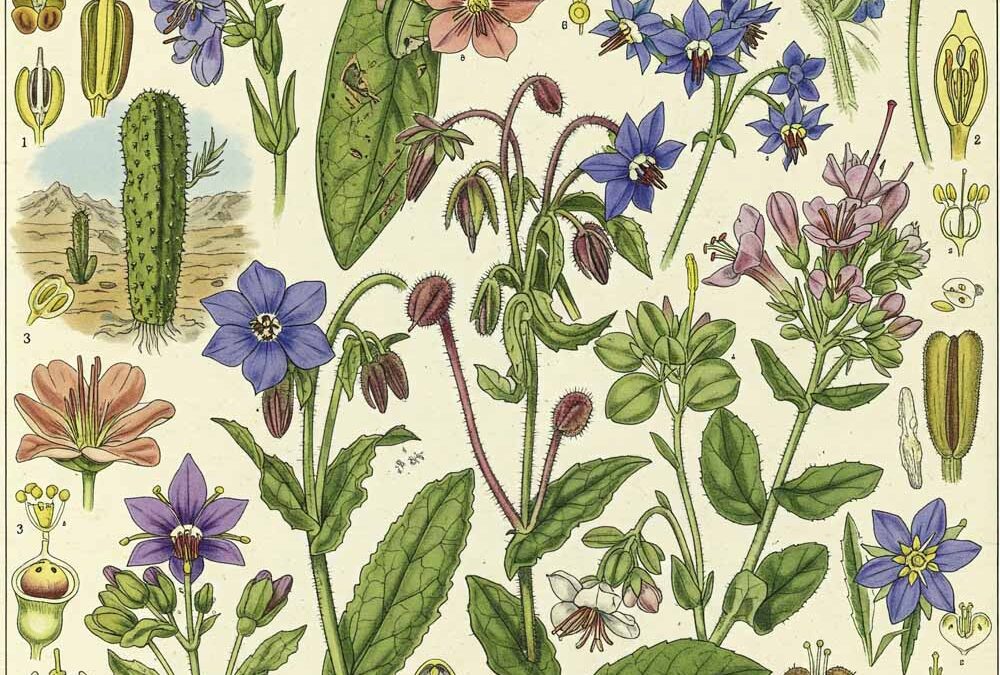 Érdeslevelűek (Boraginaceae)