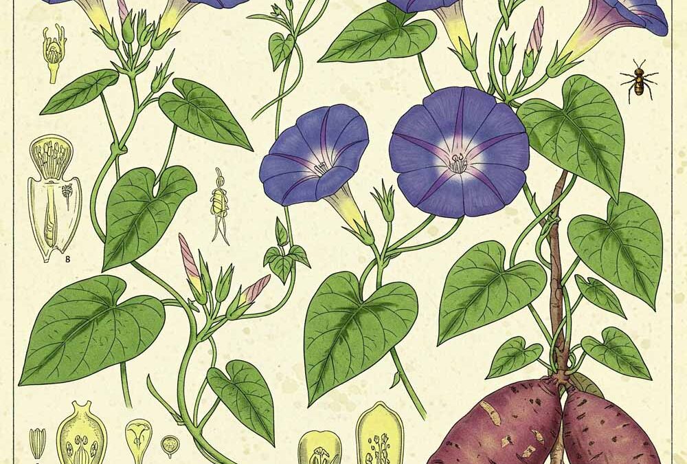 Szulákfélék (Convolvulaceae)