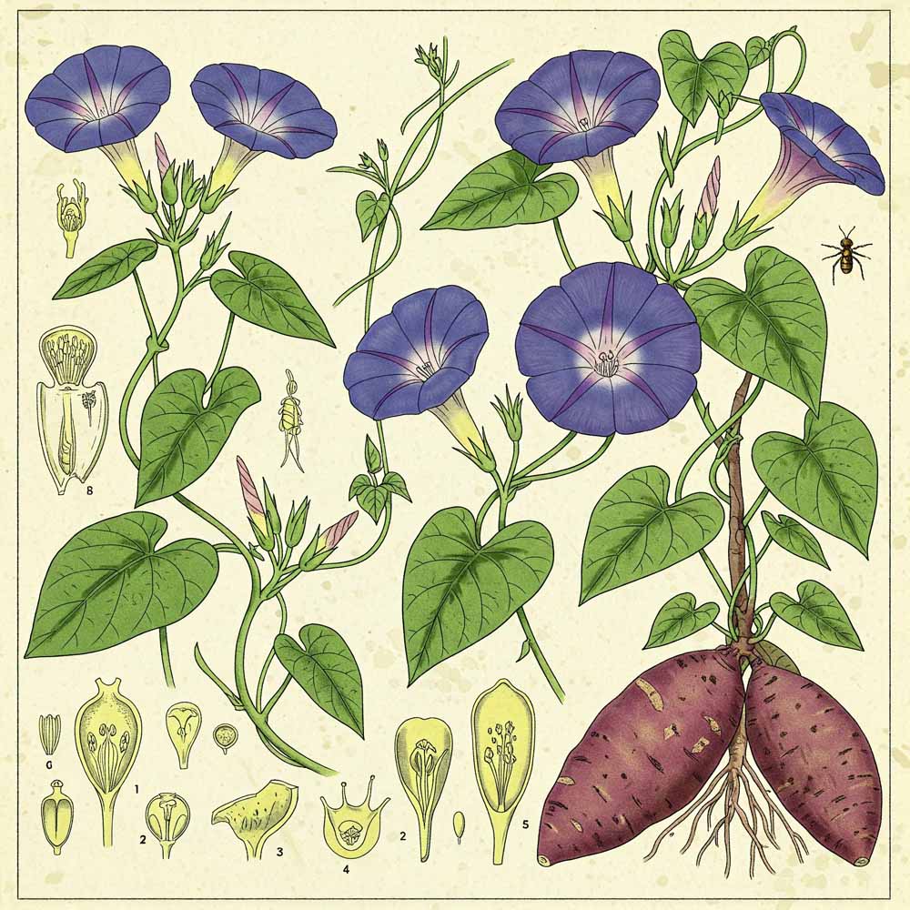 convolvulaceae szulakfelek