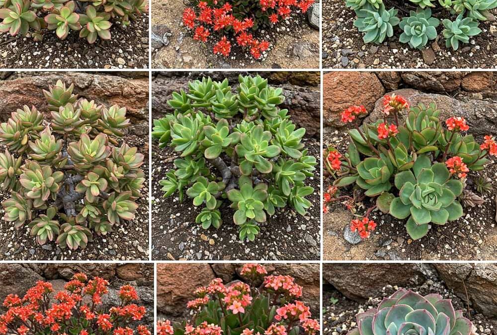 Varjúhájfélék (Crassulaceae)