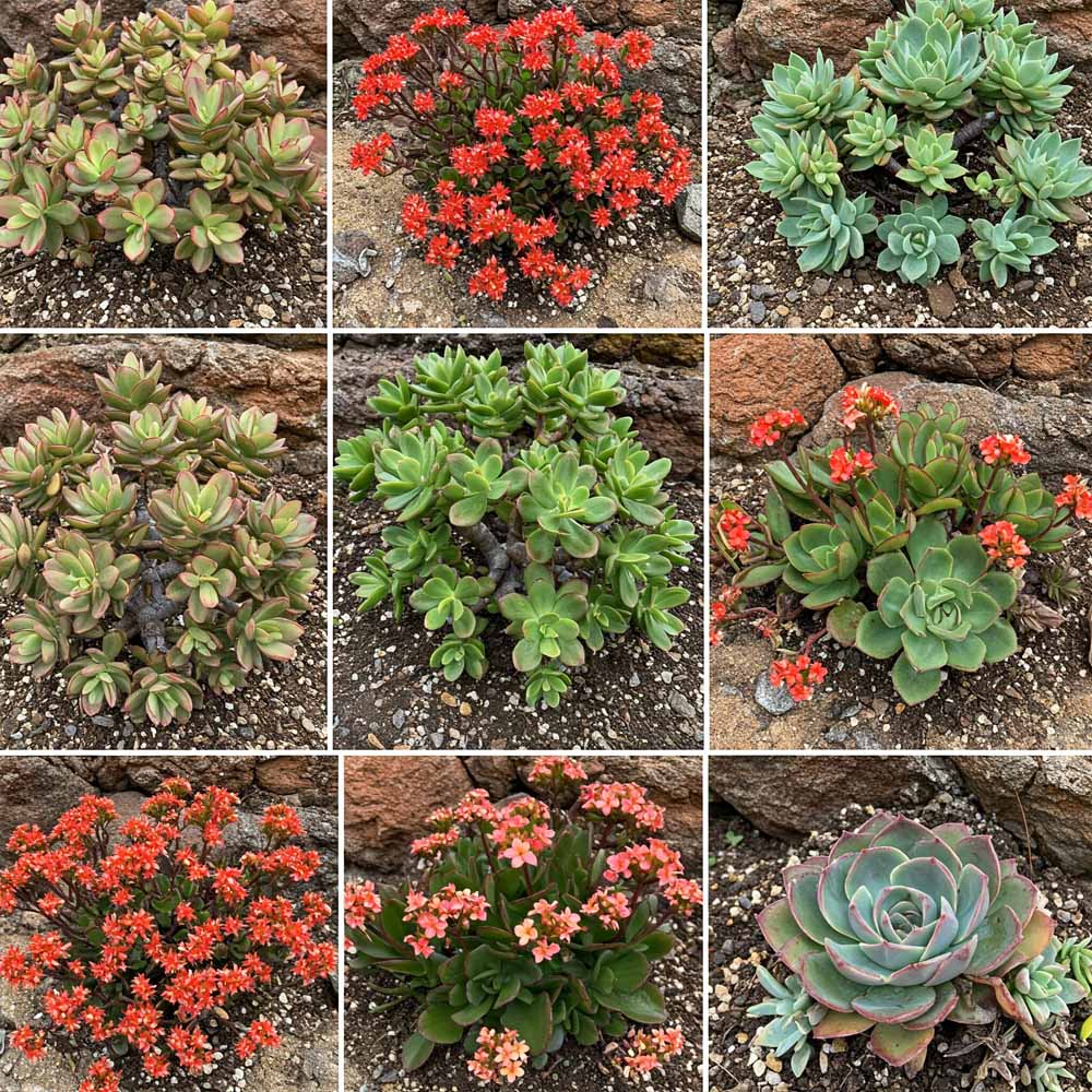 crassulaceae varjuhajfelek