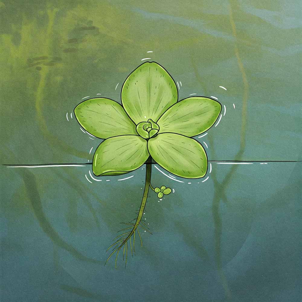 Csillag békalencse 50 csillag bekalencse