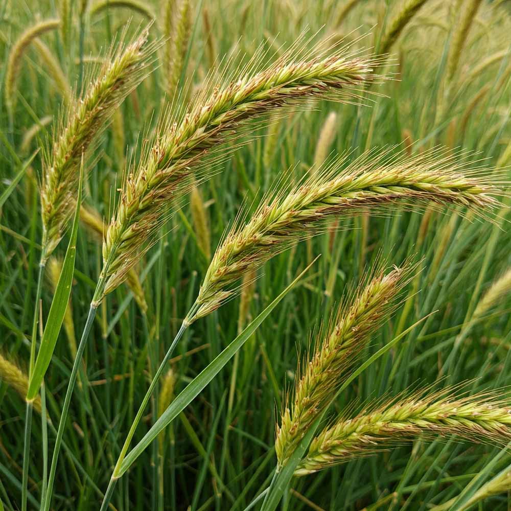 egynyari kanarifu