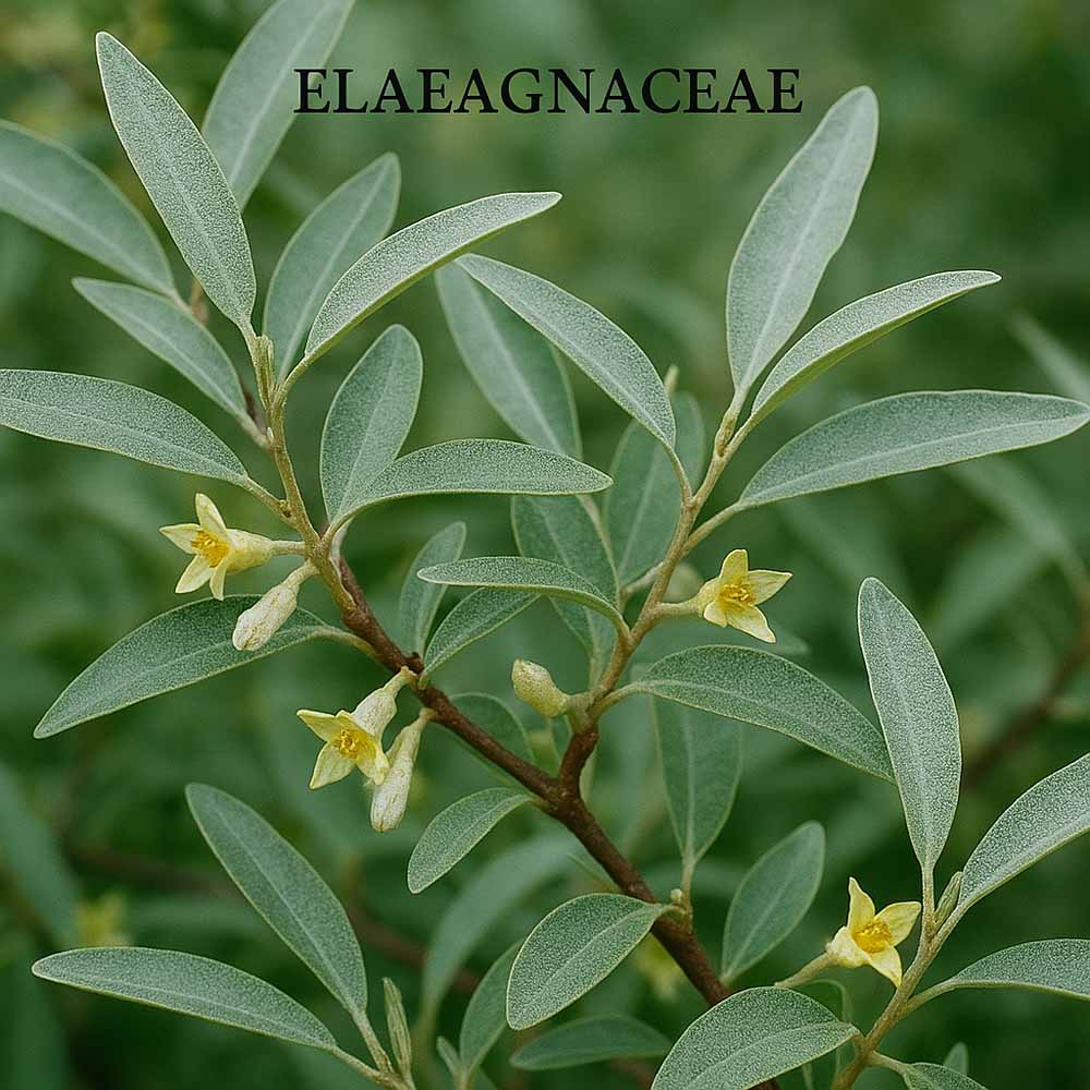 elaeagnaceae ezustfafelek