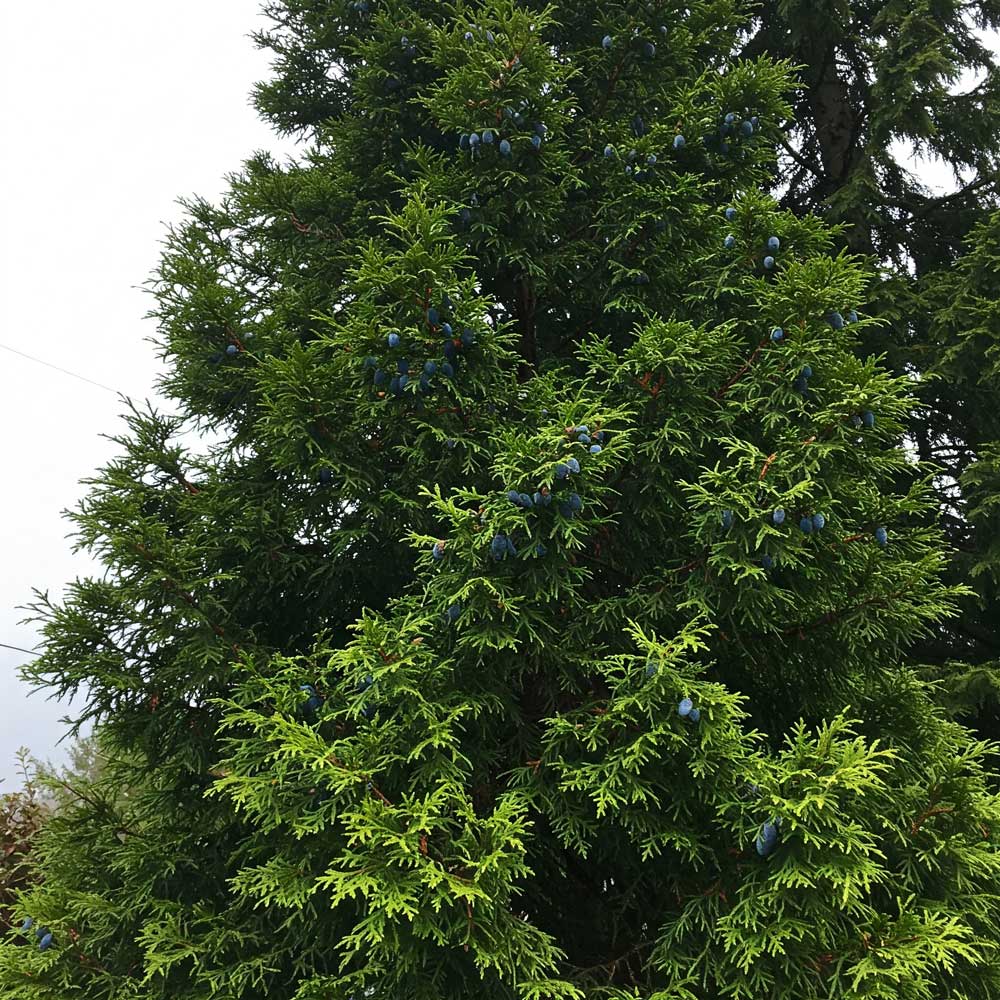 Életfa (thuja), keleti tuja, szibériai életfa, fehér cédrus (köznyelvben gyakran egyszerűen "tuja") - Növénycsaládok