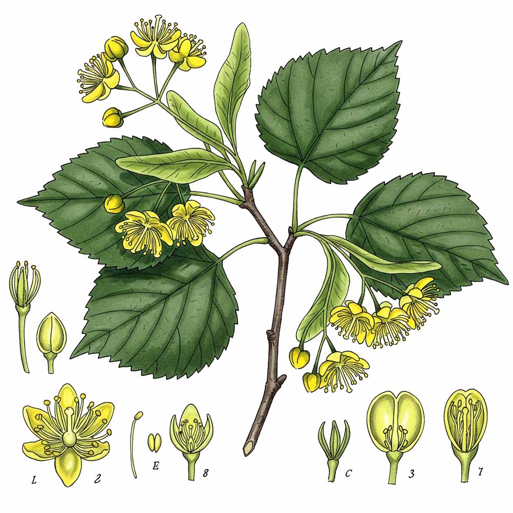 Fűszerbokor - Növények