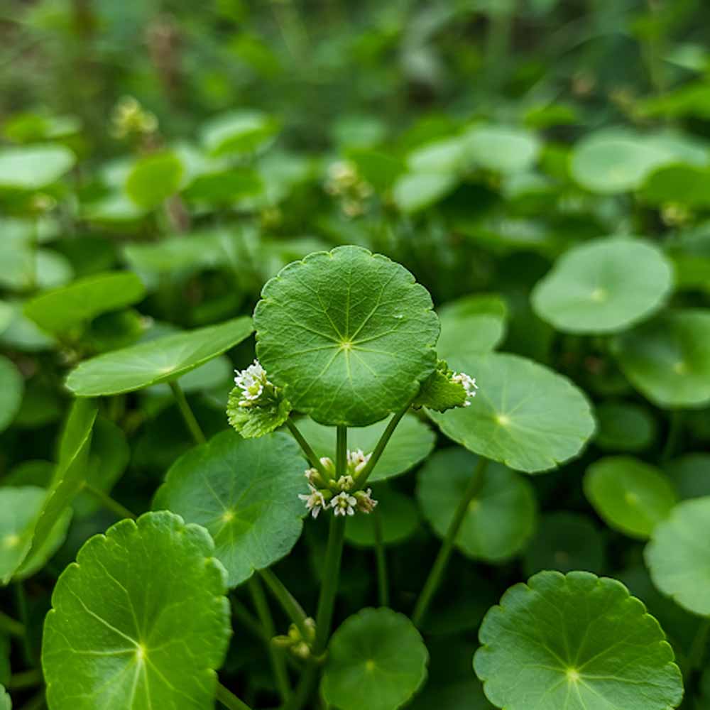 gotu kola gotu kola