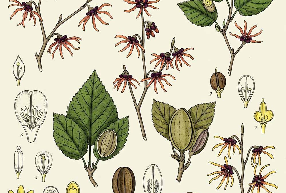 Varázsmogyorófélék (Hamamelidaceae)