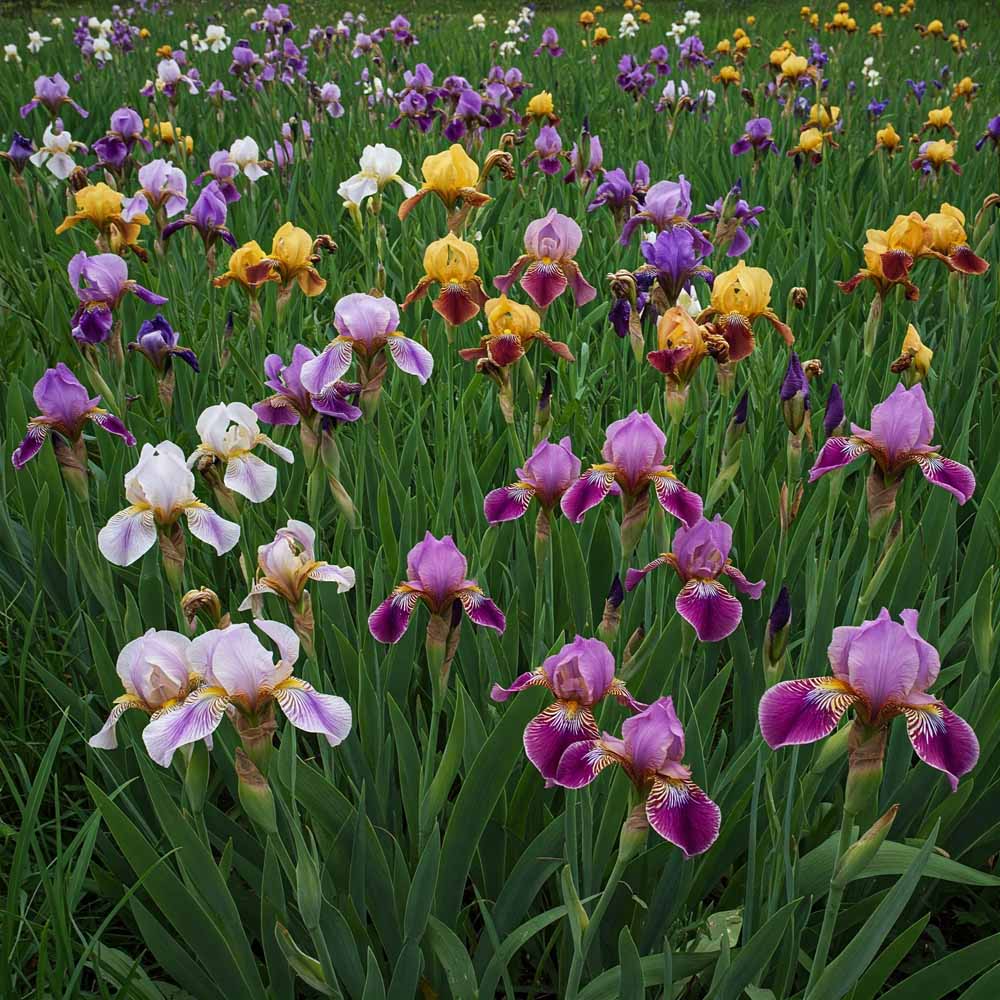 iridaceae nosziromfelek