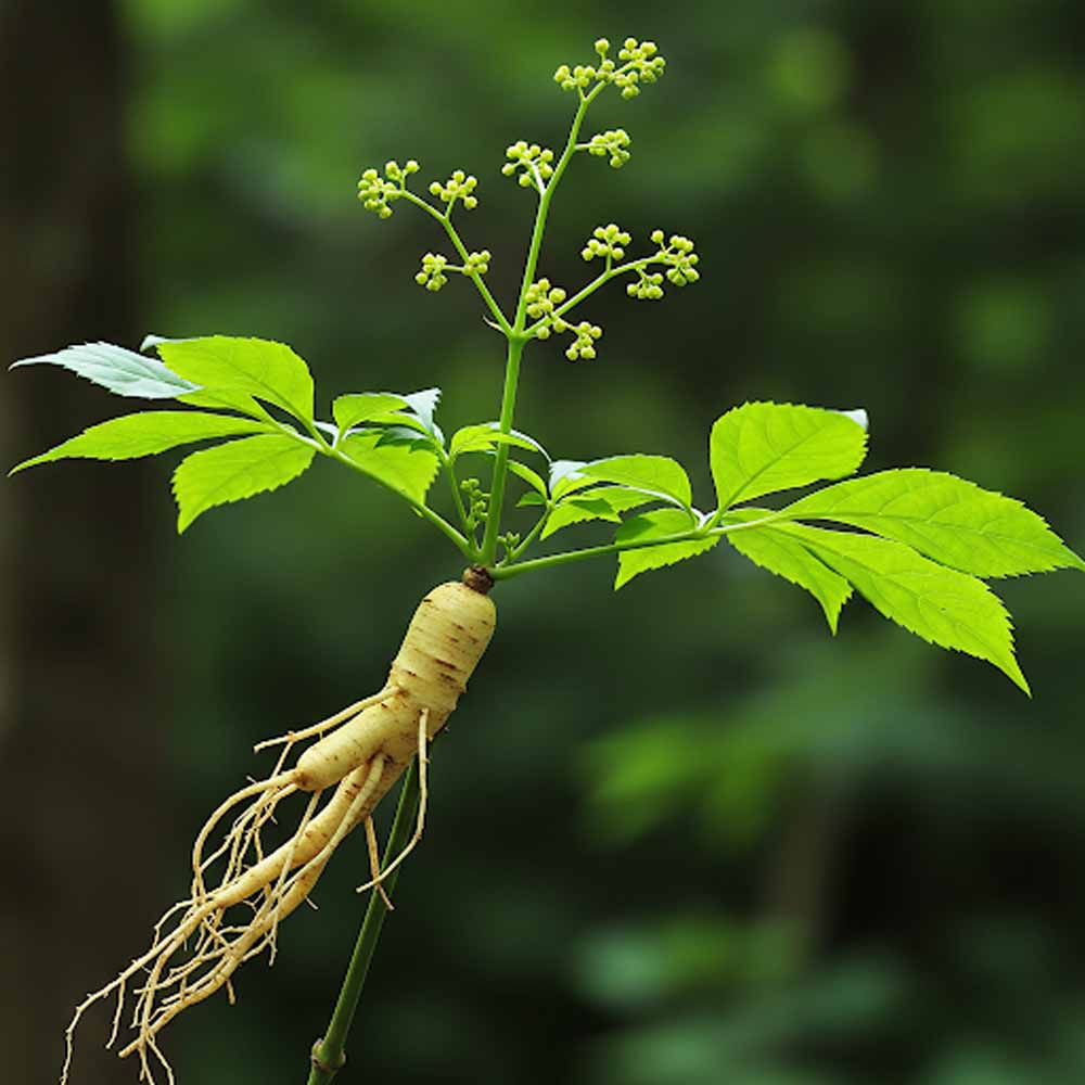 japan ginzeng