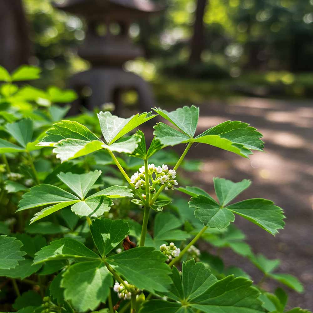 japan petrezselyem
