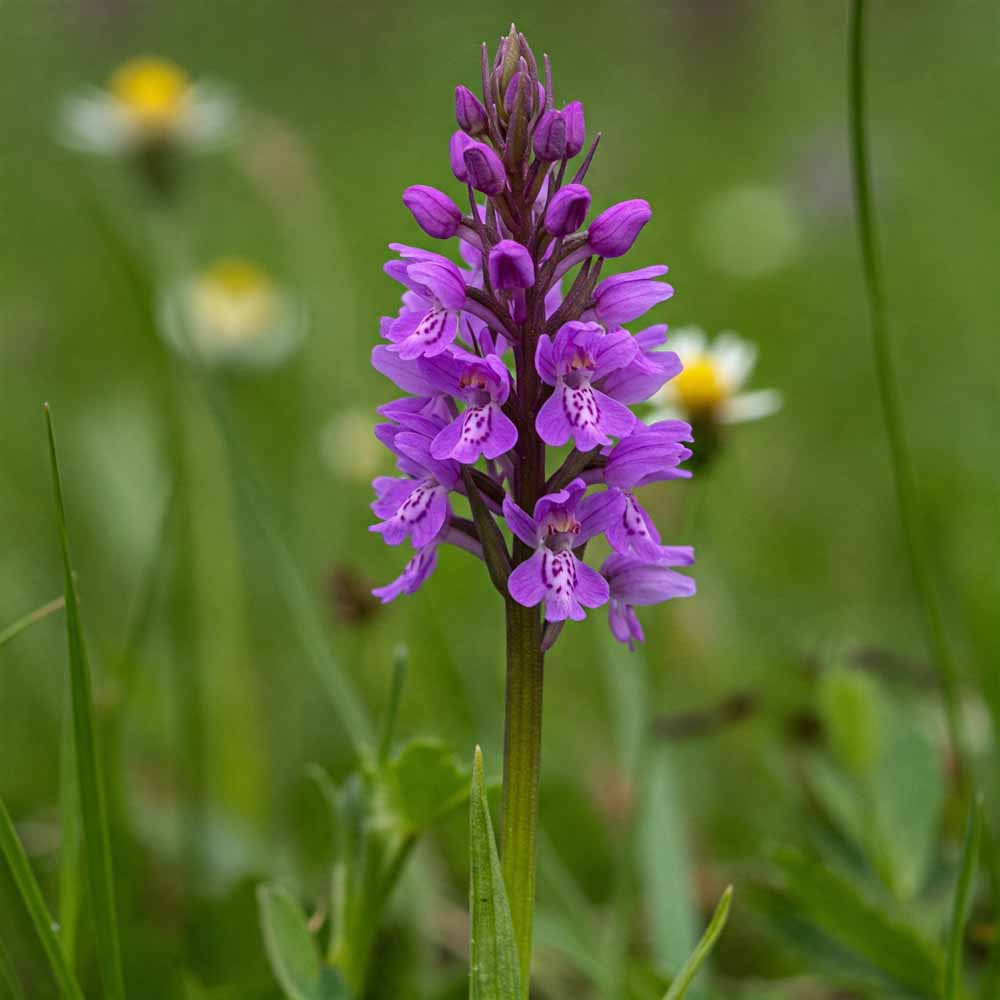 Korai bíbor kosbor - Növények