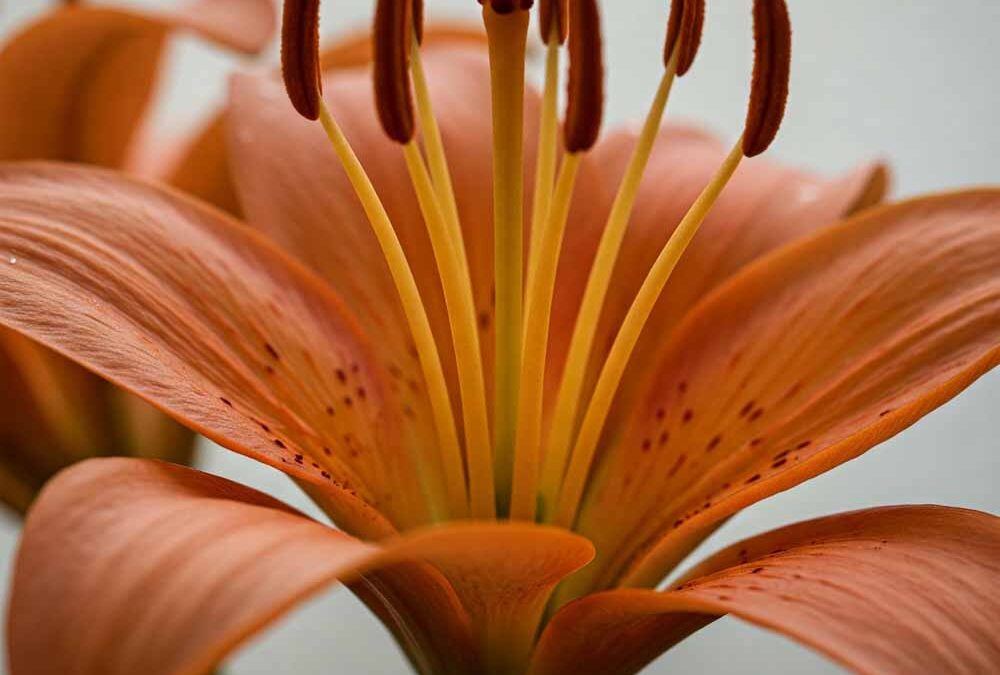 Lilium davidii