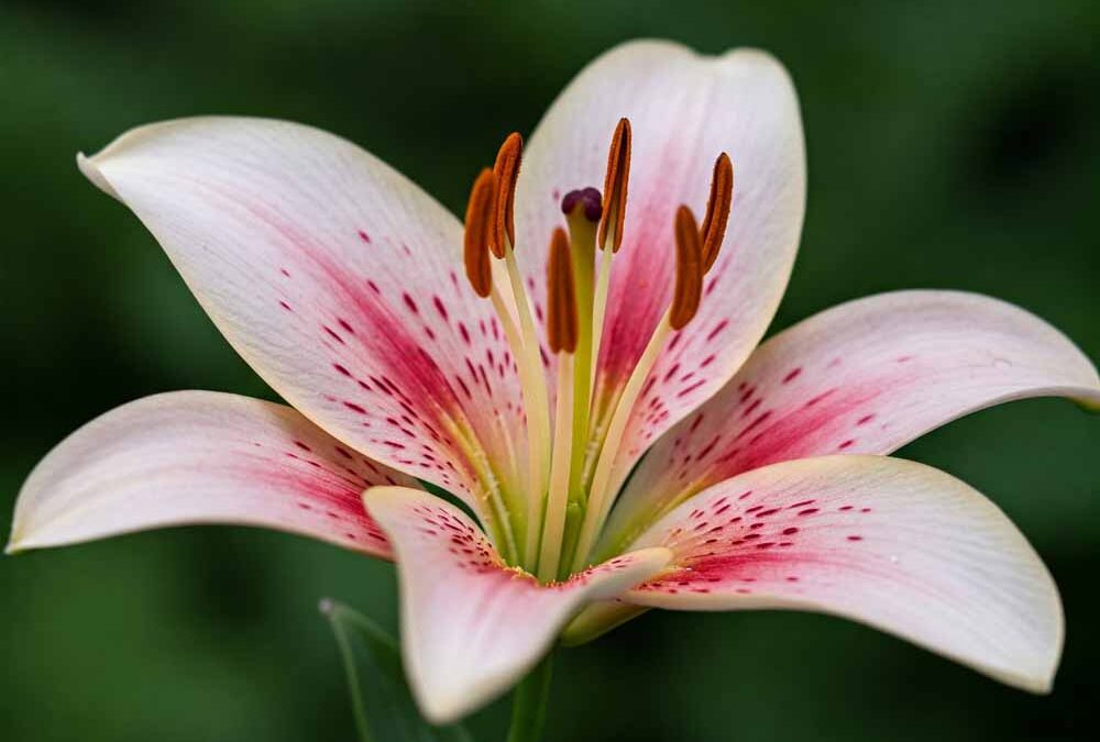 Lilium distichum