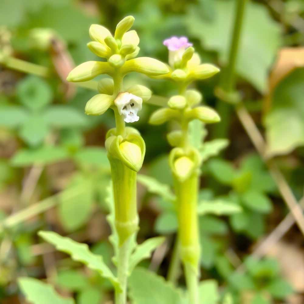 linaceae lenfelek