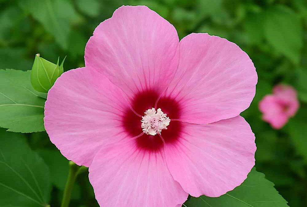 Mályvafélék (Malvaceae sensu lato)