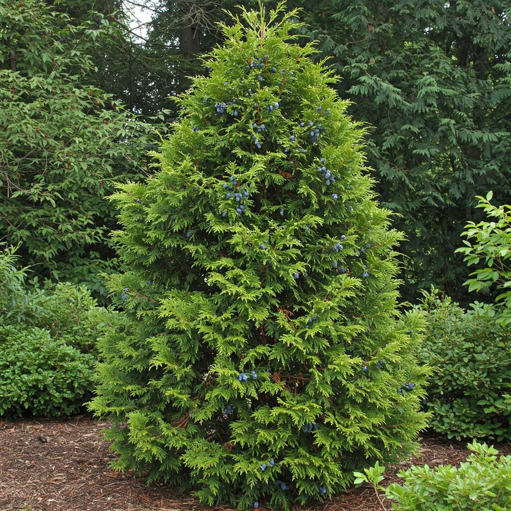 nyugati voros cedrus