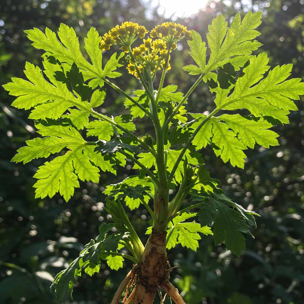 opopanax