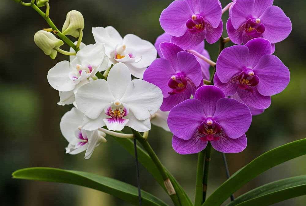 Kosborfélék (Orchidaceae)