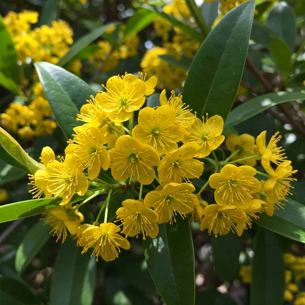 oregoni szoloborbolya