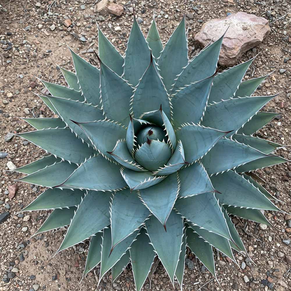 parry agave