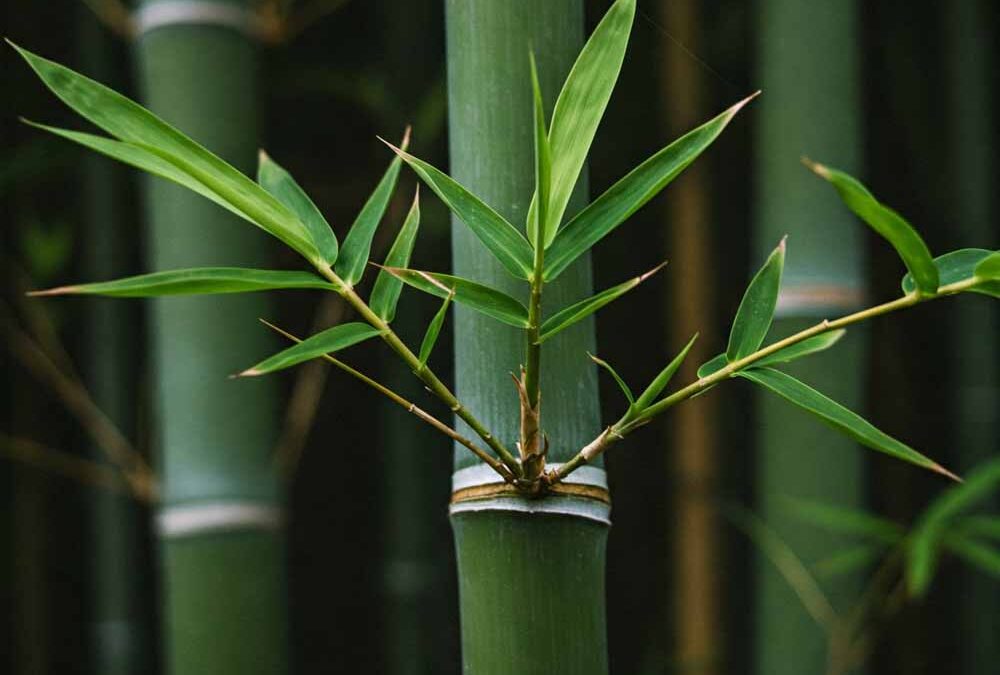 Phyllostachys nuda