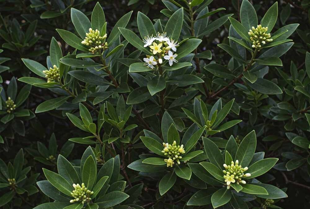 Ragasztóbokorfélék (Pittosporaceae)