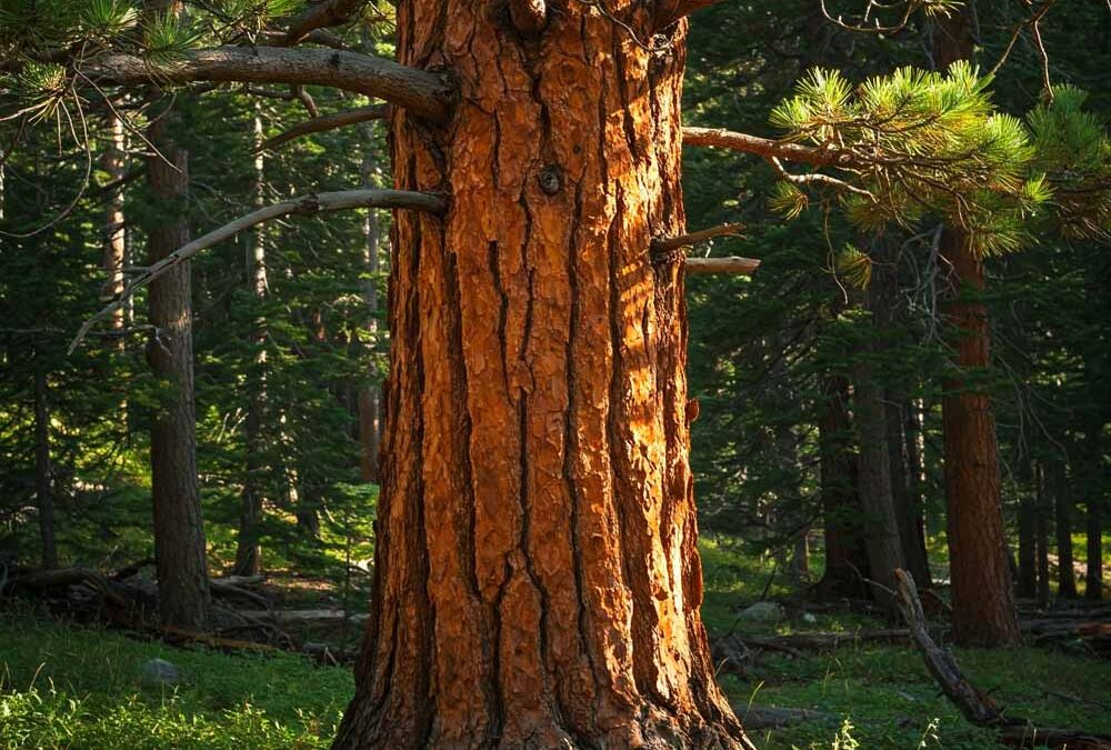 Ponderosa fenyő