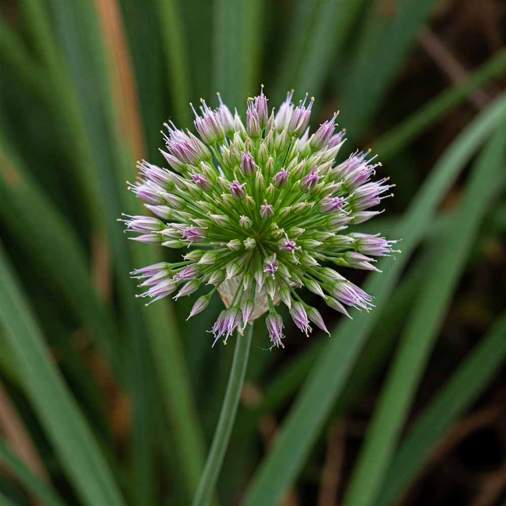 Prérifokhagyma 48 Prérifokhagyma - Növények