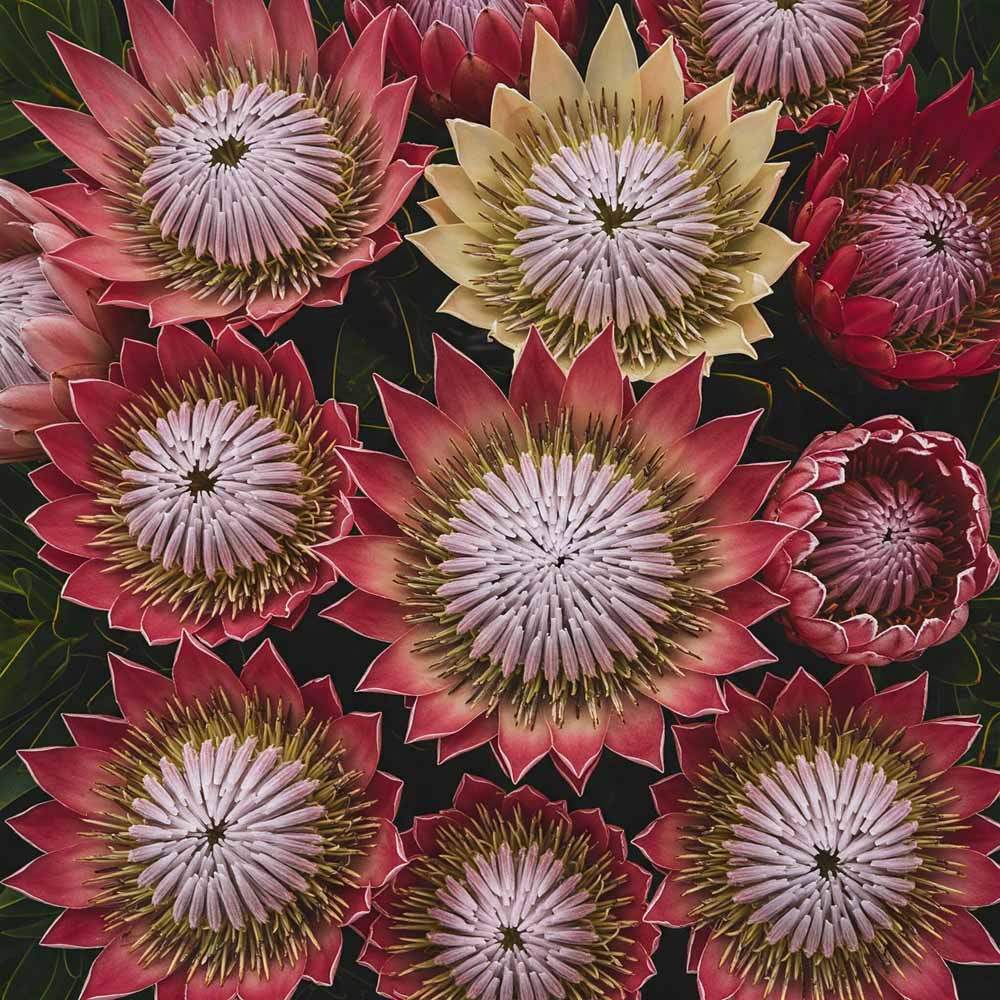 proteaceae proteafelek