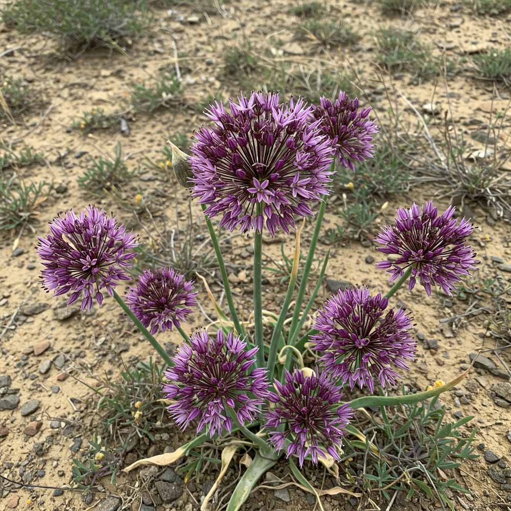 przsevalszkij hagyma