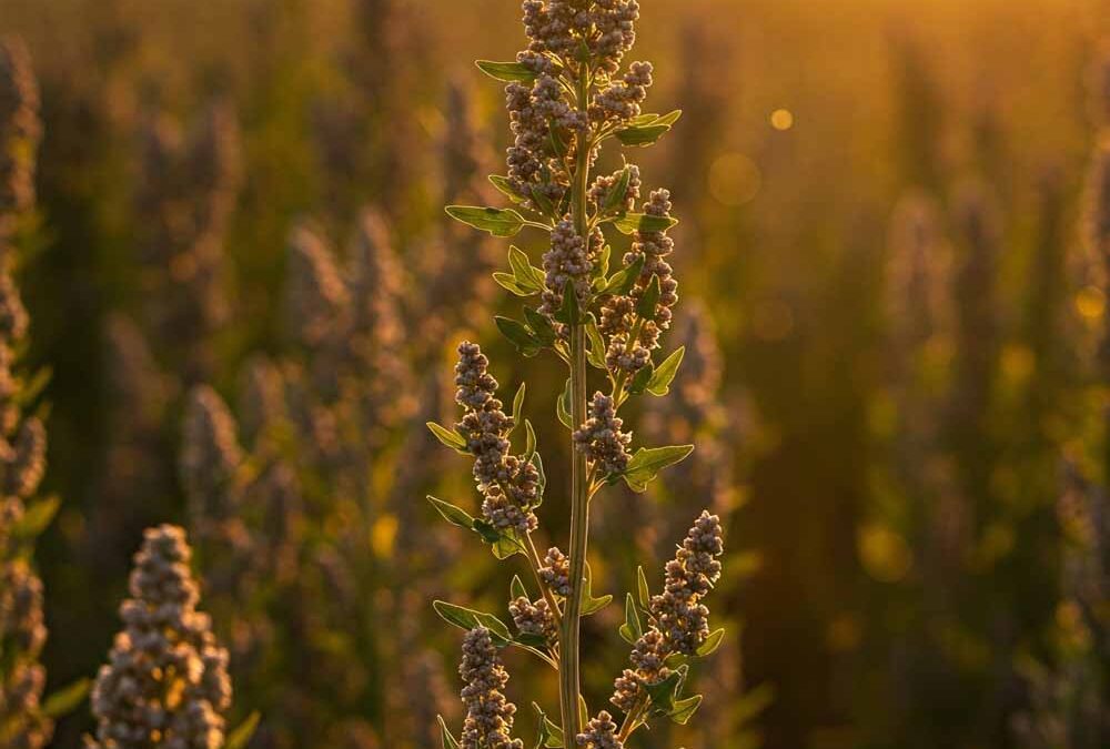 Quinoa