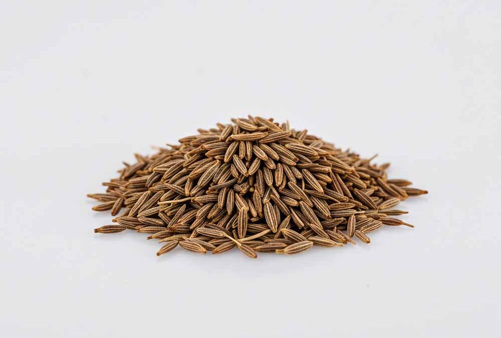 Sárgarépa levelű kekszgyökér