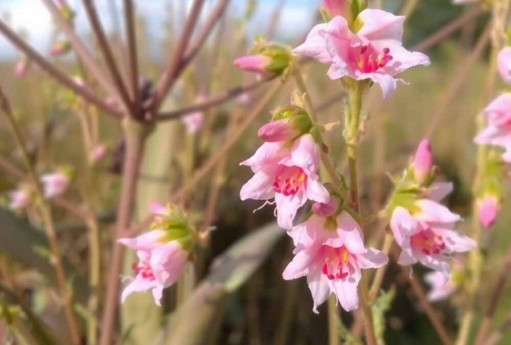 Fűzfafélék (Salicaceae)