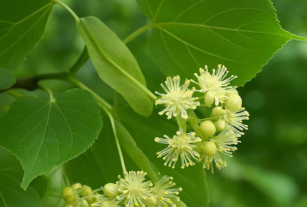 Hársfafélék (Tiliaceae vagy Malvaceae sensu lato)