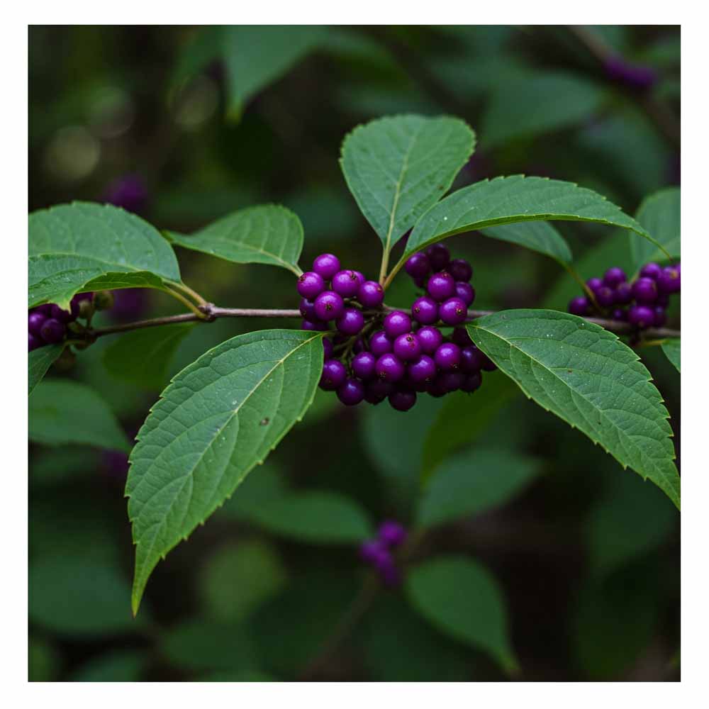 Amerikai szépségbogyó 43 amerikai szepsegbogyo