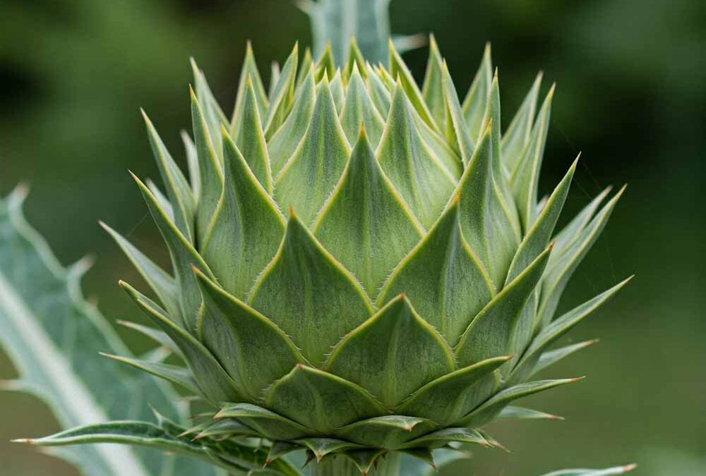 Articsóka (szamárbogáncs)