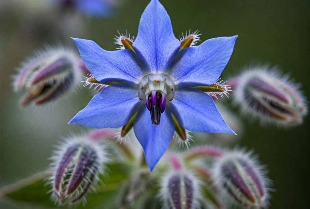 Borágó (kerti borágó)