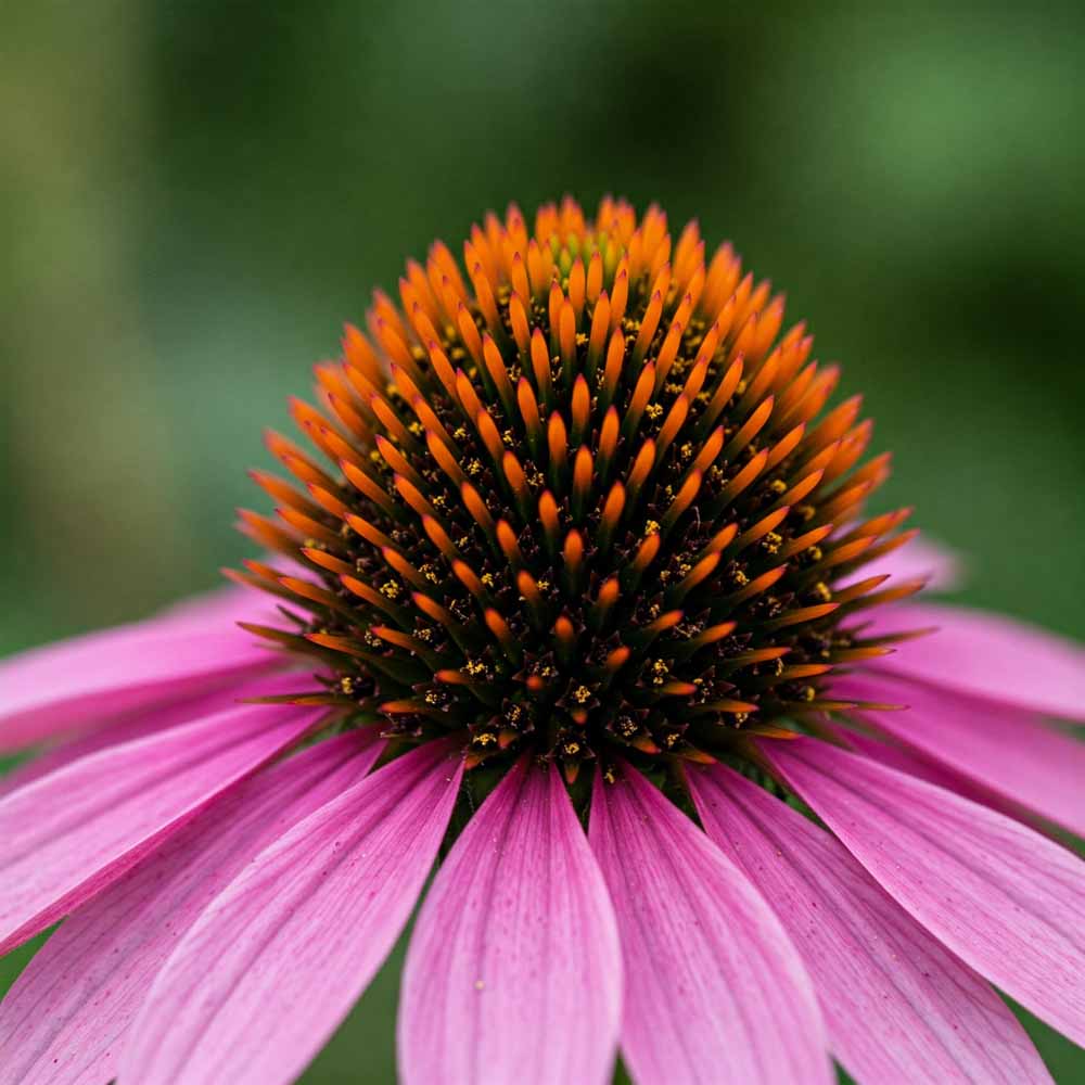 echinacea