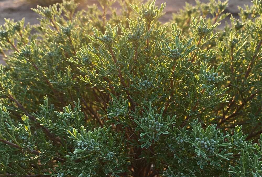 Guayule (gumitermő növény)