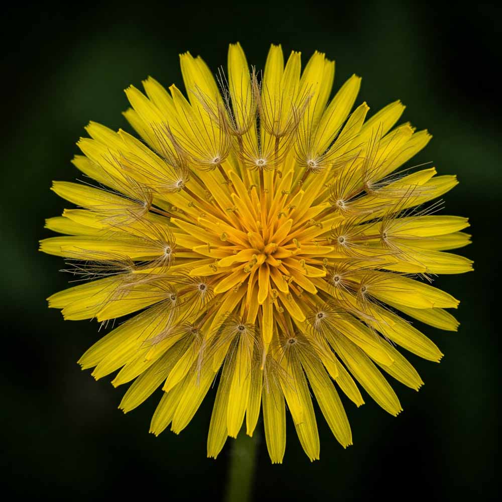 Gyermekláncfű 46 gyermeklancfu