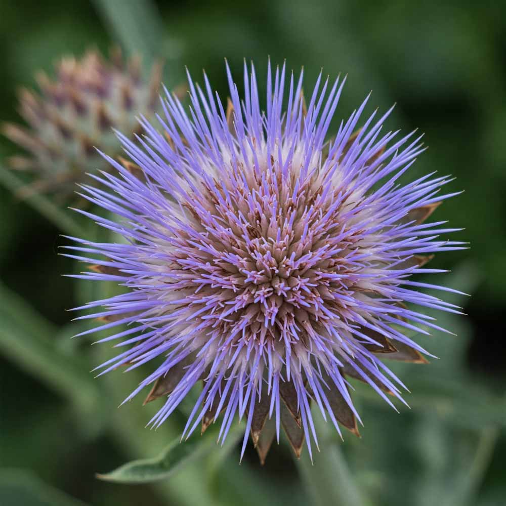 kinai csicsoka