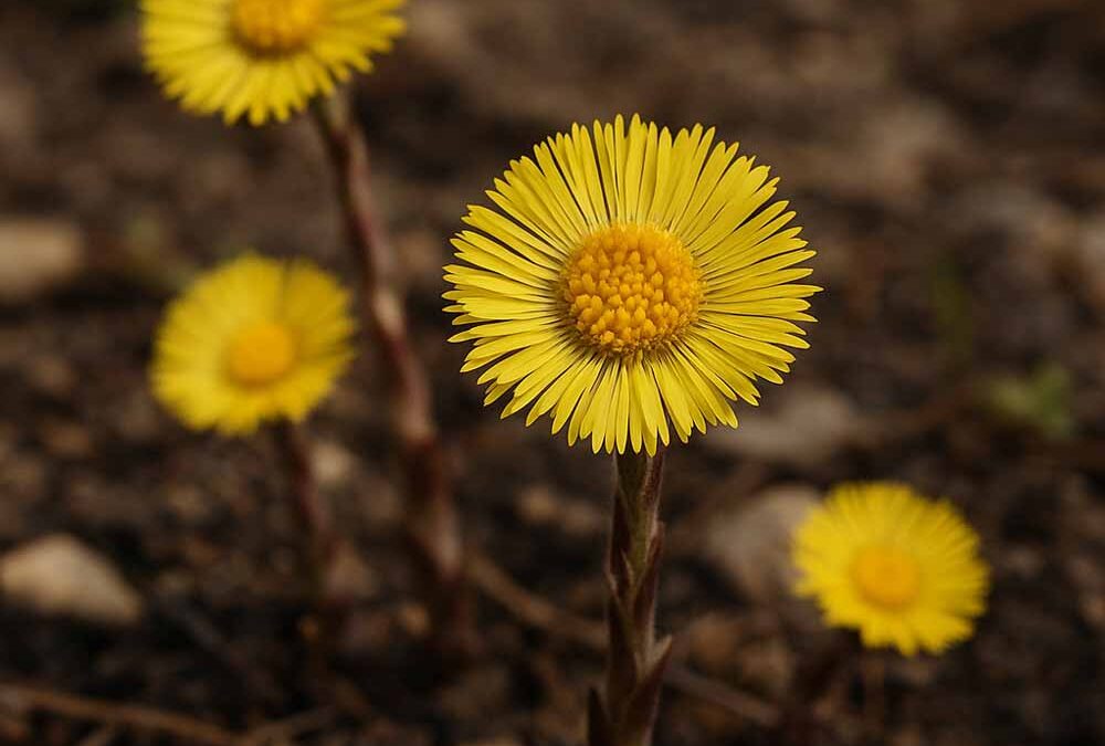 Közönséges martilapu