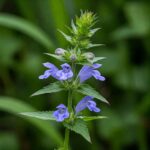 kozonseges sisakvirag