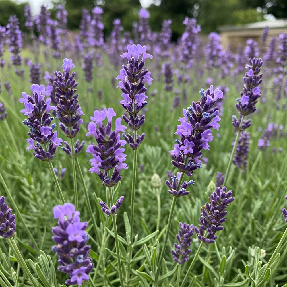 Lándzsás levendula 21 landzsas levendula