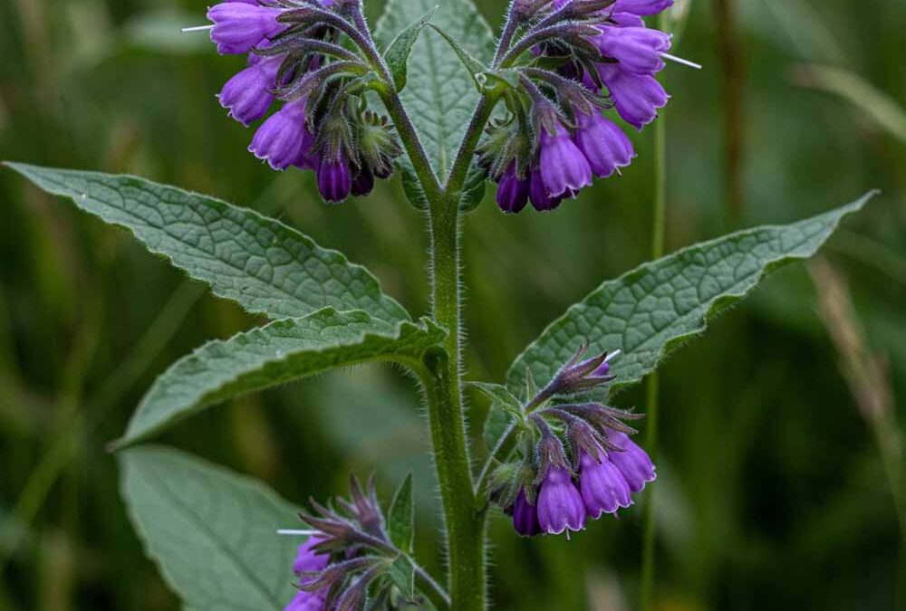 Nadálytő (közönséges nadálytő)