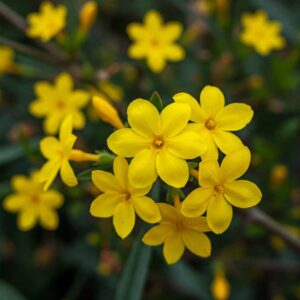 Sárga jázmin 26 sarga jazmin